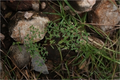 Euphorbia kadapensis